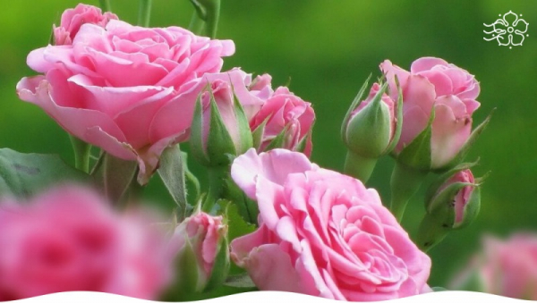 ТОП лучших сортов чайно-гибридных роз